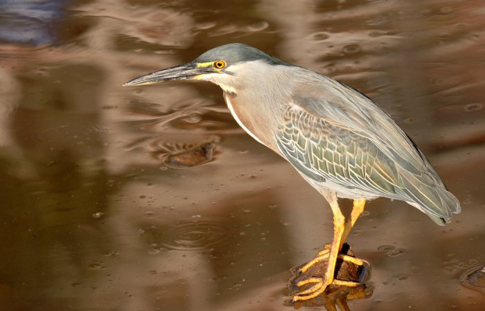 Photo (2): Striated Heron