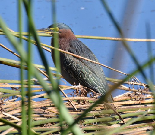 Photo (11): Green Heron