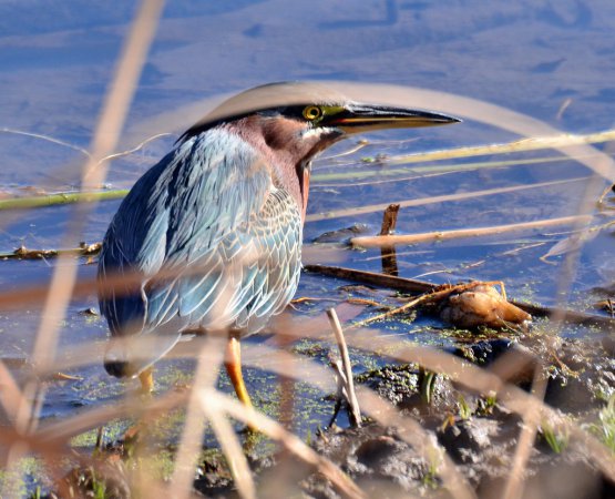 Photo (14): Green Heron