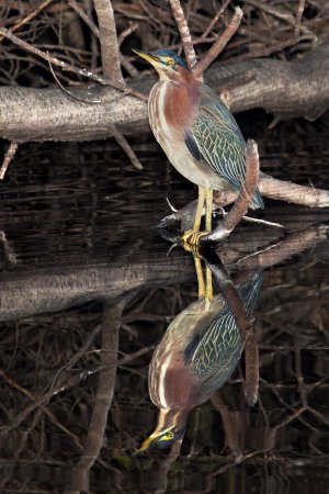 Photo (9): Green Heron