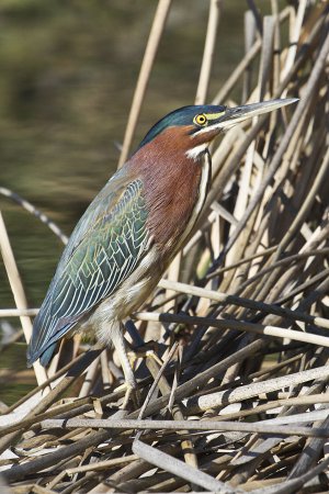 Photo (3): Green Heron