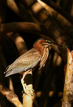 Photo (16): Green Heron