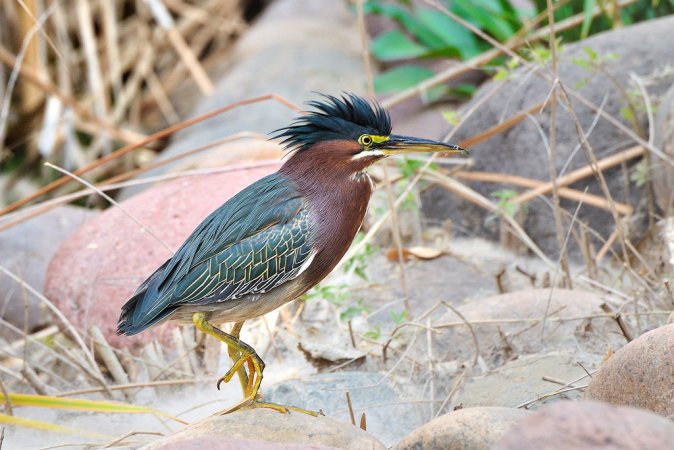 Photo (1): Green Heron