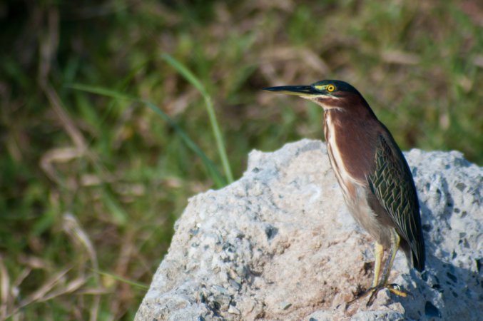 Photo (4): Green Heron