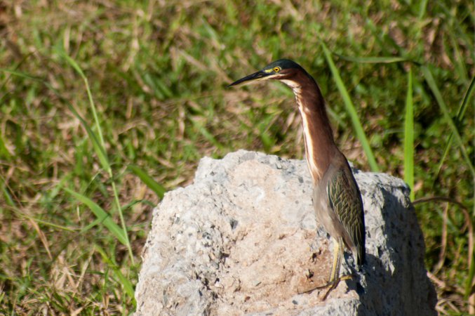 Photo (10): Green Heron