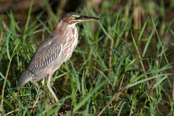 Photo (18): Green Heron
