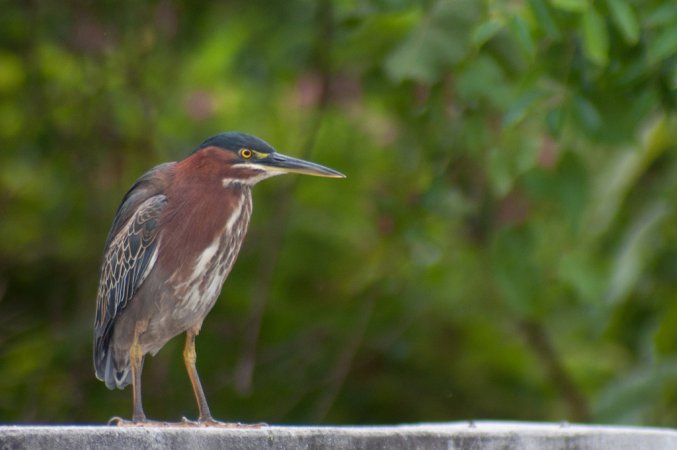 Photo (5): Green Heron