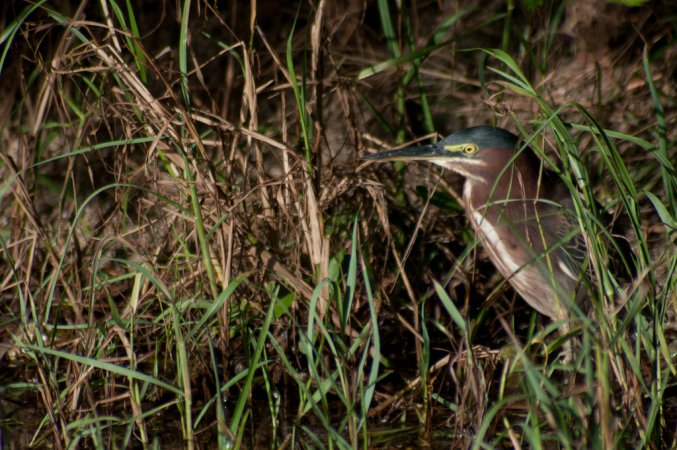 Photo (17): Green Heron