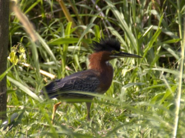 Photo (19): Green Heron