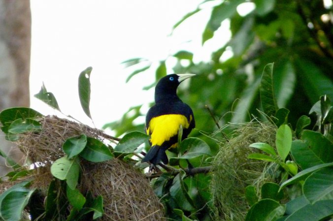 Photo (7): Yellow-rumped Cacique