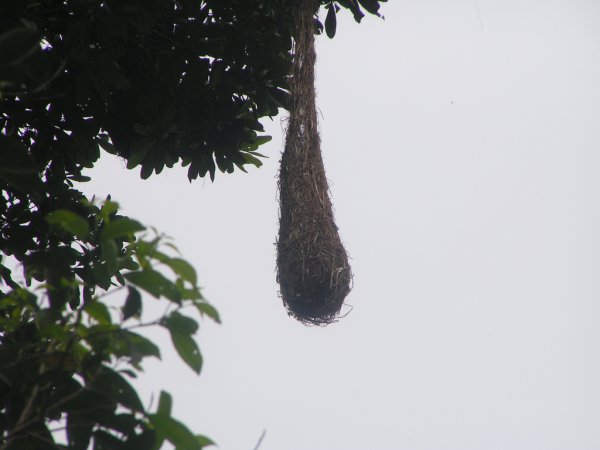 Photo (9): Yellow-rumped Cacique