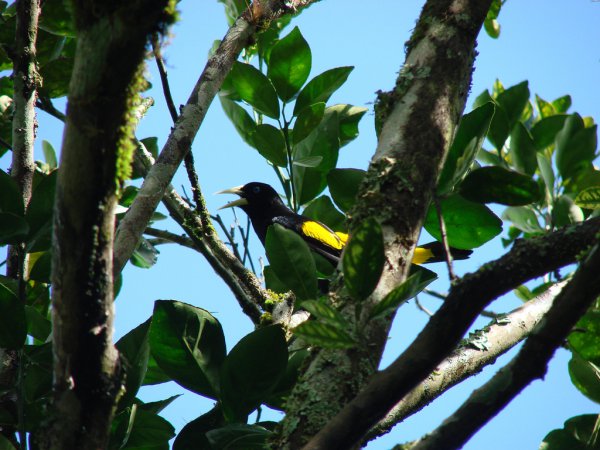 Photo (15): Yellow-rumped Cacique