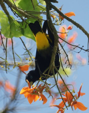 Photo (4): Yellow-rumped Cacique