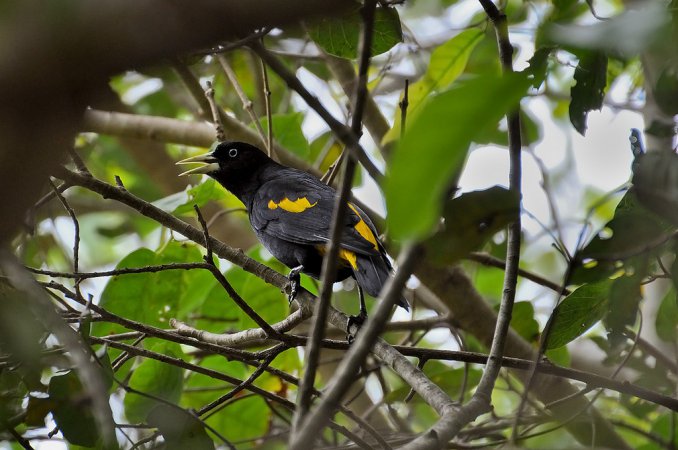 Photo (11): Yellow-rumped Cacique