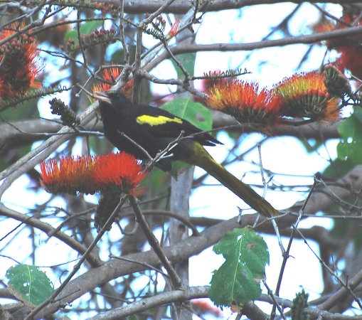 Photo (2): Yellow-winged Cacique