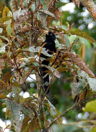 Photo (3): Scarlet-rumped Cacique