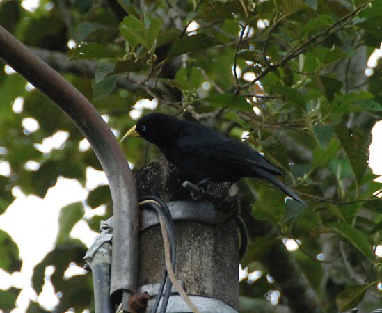 Photo (7): Scarlet-rumped Cacique