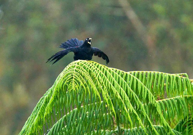Photo (5): Scarlet-rumped Cacique