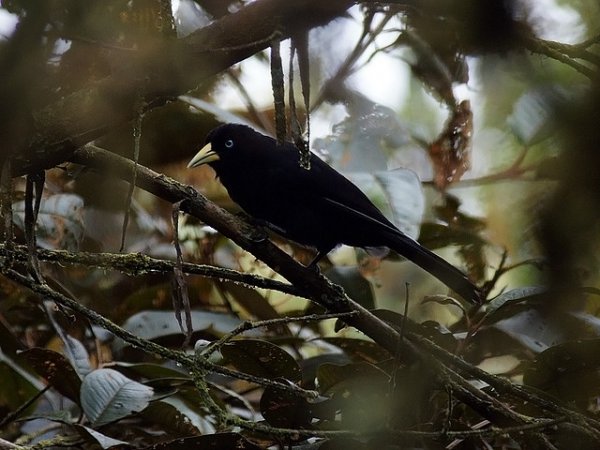 Photo (6): Scarlet-rumped Cacique