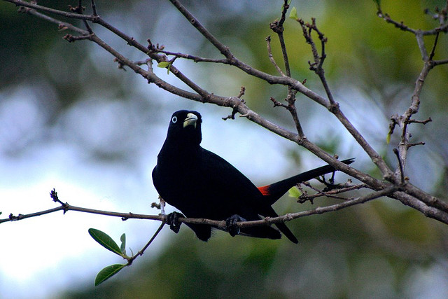 Photo (4): Scarlet-rumped Cacique