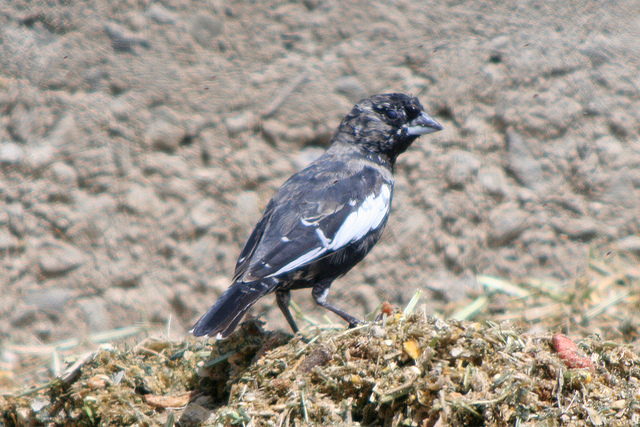 Photo (9): Lark Bunting