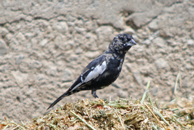 Photo (7): Lark Bunting