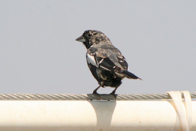 Photo (8): Lark Bunting