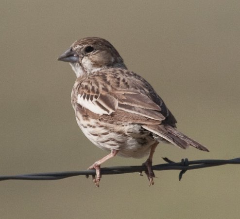 Photo (2): Lark Bunting