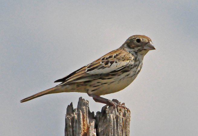 Photo (15): Lark Bunting