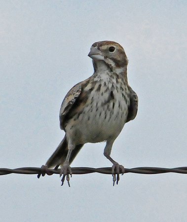 Photo (14): Lark Bunting