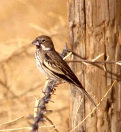Photo (12): Lark Bunting