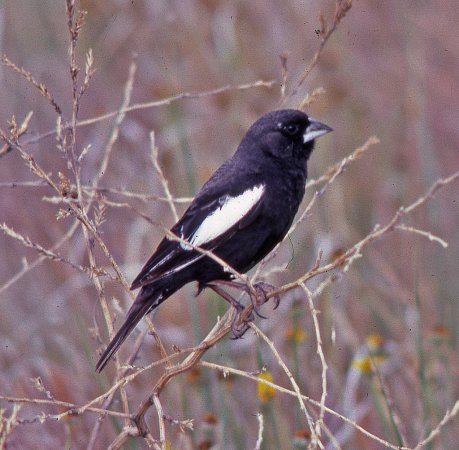 Photo (3): Lark Bunting