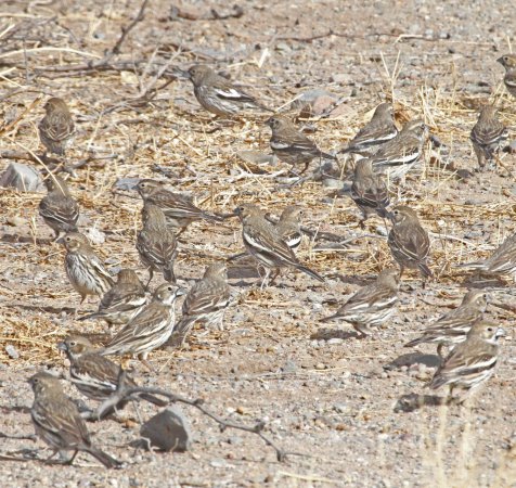 Photo (13): Lark Bunting