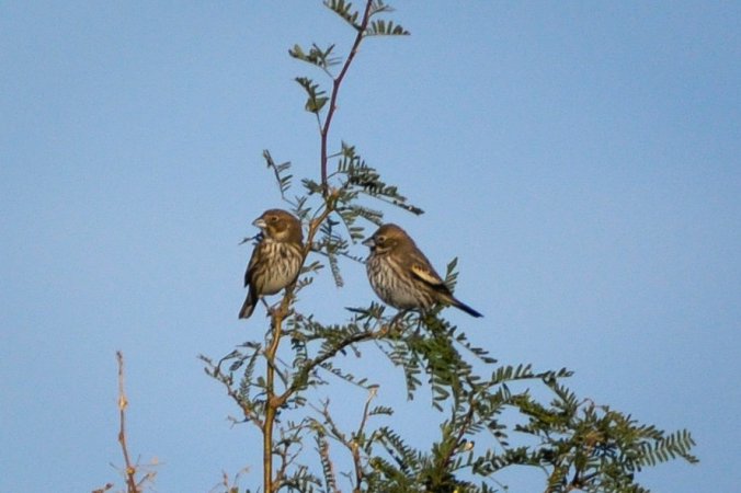 Photo (16): Lark Bunting
