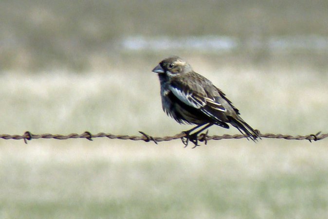 Photo (11): Lark Bunting