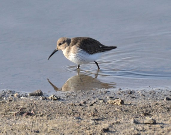 Photo (16): Dunlin