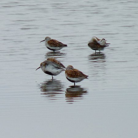 Photo (4): Dunlin