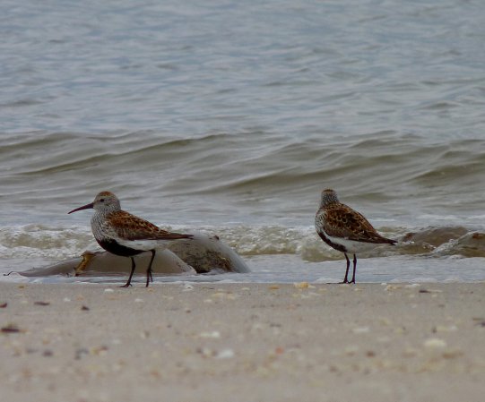 Photo (5): Dunlin