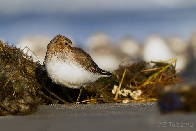 Photo (13): Dunlin
