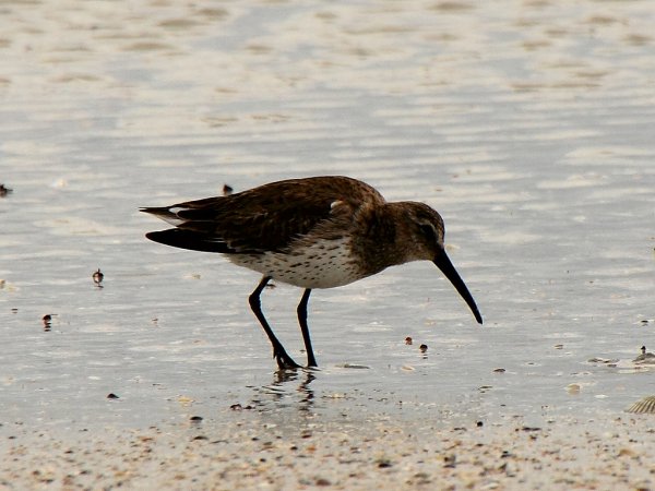 Photo (14): Dunlin