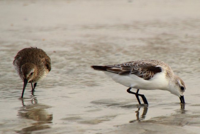 Photo (15): Dunlin