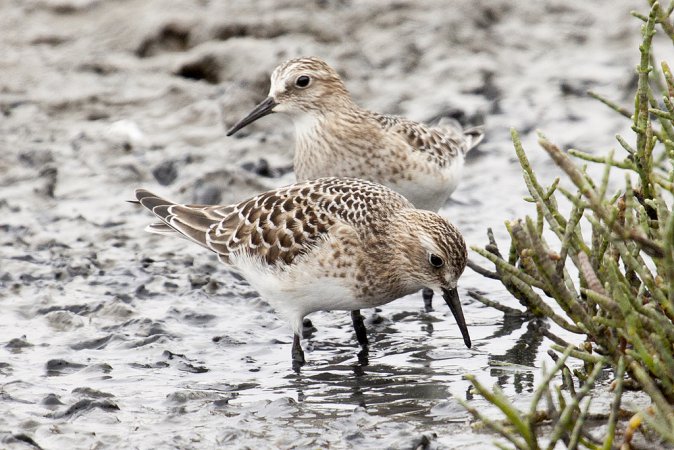 Photo (18): Baird's Sandpiper