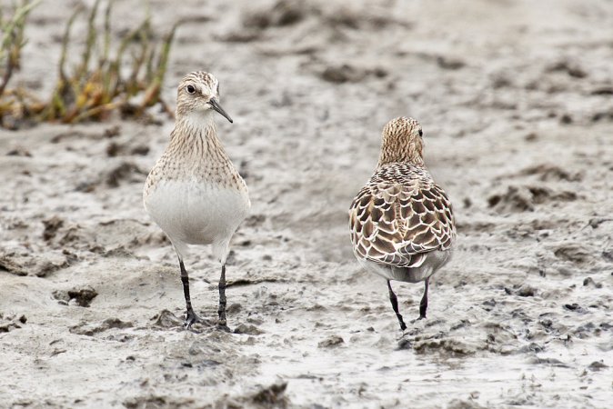 Photo (11): Baird's Sandpiper