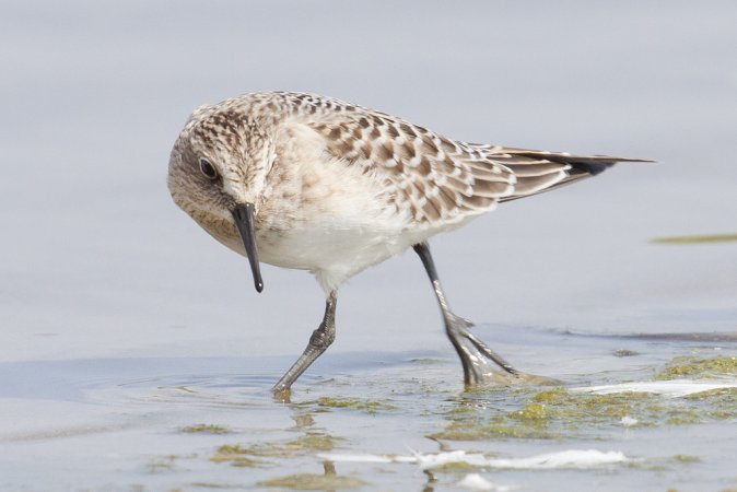 Photo (15): Baird's Sandpiper