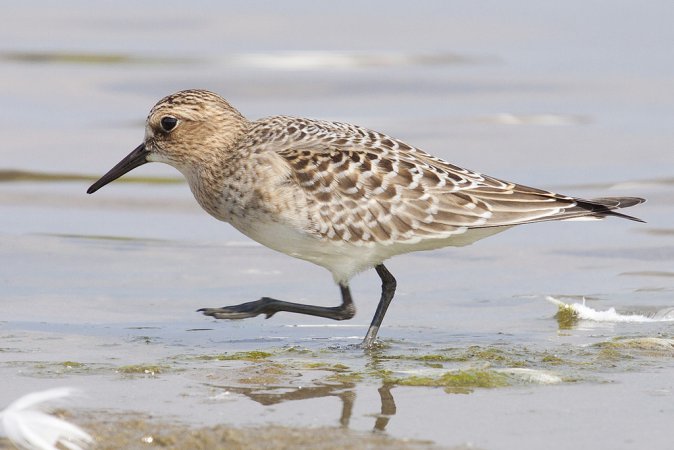 Photo (16): Baird's Sandpiper