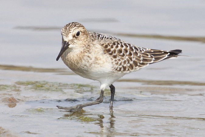 Photo (14): Baird's Sandpiper