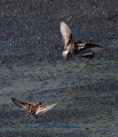 Photo (7): Baird's Sandpiper