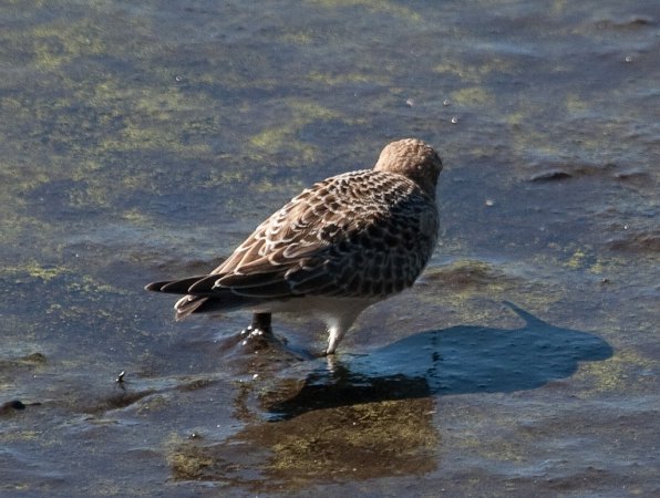 Photo (12): Baird's Sandpiper
