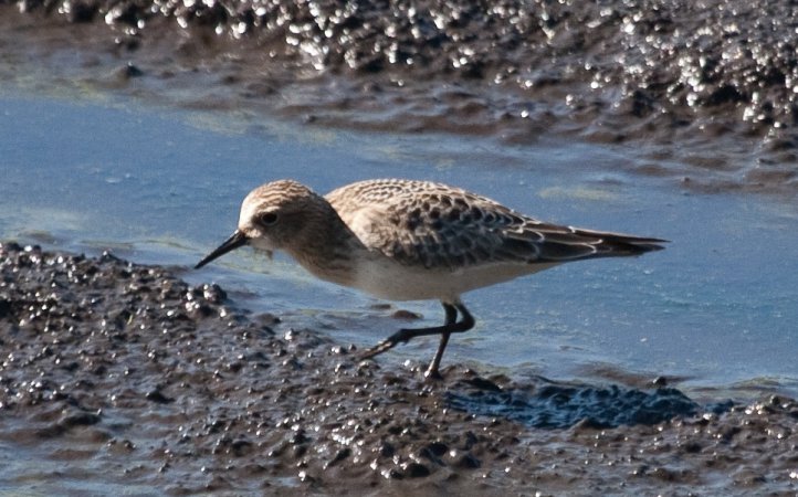 Photo (10): Baird's Sandpiper