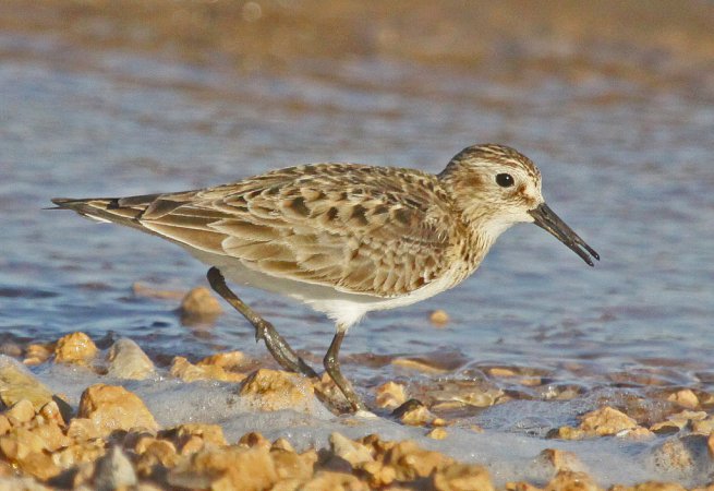 Photo (8): Baird's Sandpiper